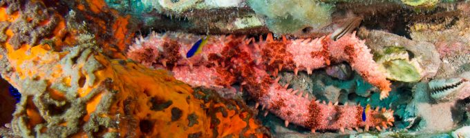 The Wet Lizard Dive Team’s scientific discovery:  The Nail Sea Star