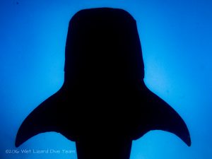 Total Whale Shark eclipse of 2016
