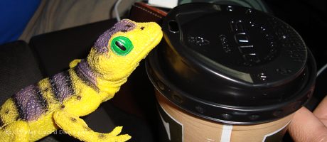 The early bird gets the worm, but the early lizard gets coffee!