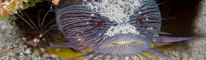 The Splendid Toadfish